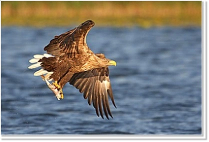 Sea eagle watching during a team event in nature