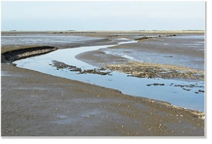 Incentive in the Wadden Sea: Hike on the North Sea near Sankt Peter Ording