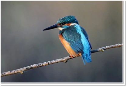 Nature observation incentive: Kingfisher lurking for prey